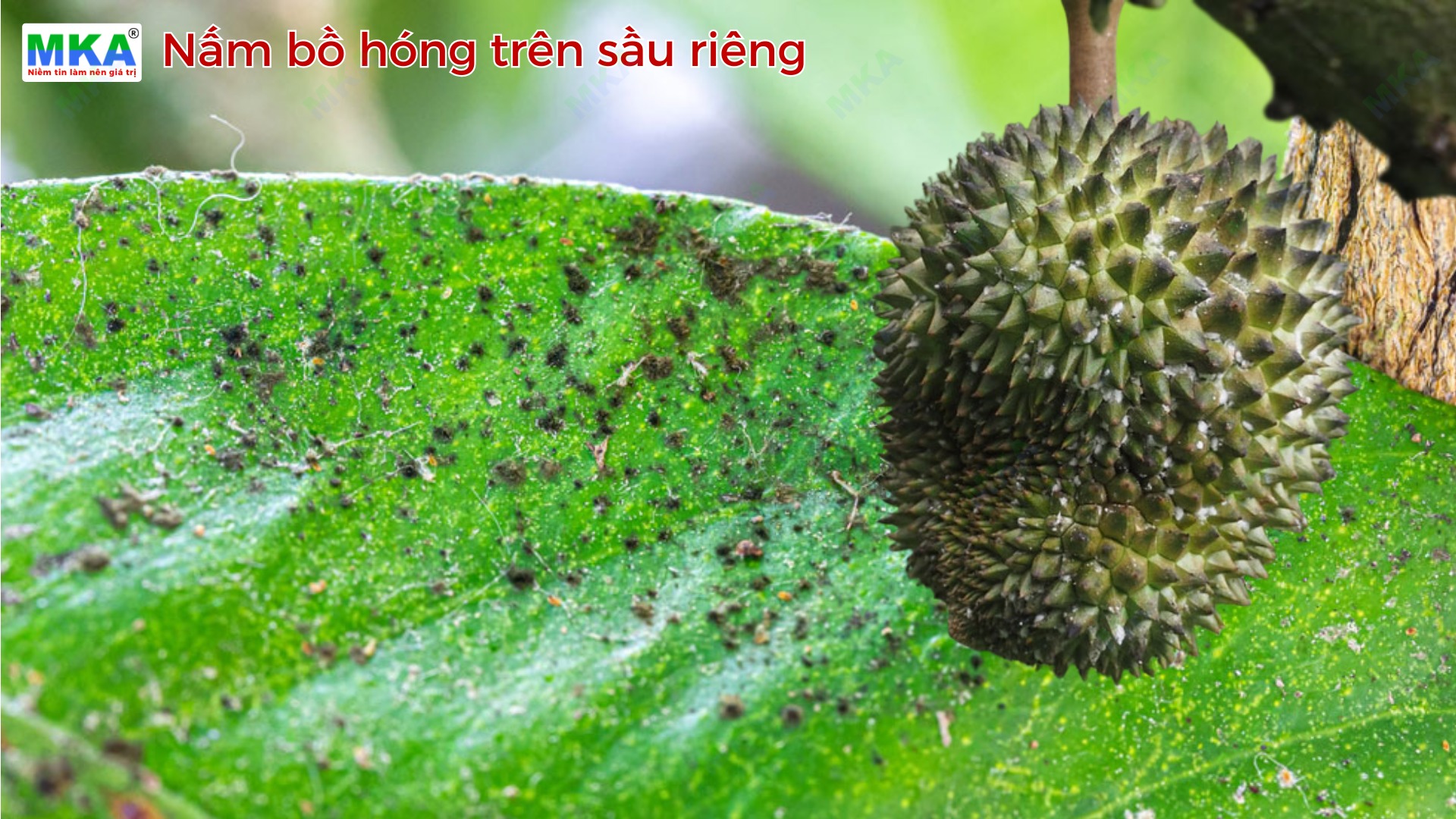 nấm bồ hóng trên sầu riêng